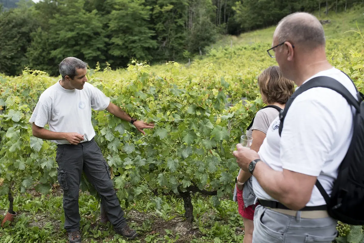 Visite guidée du vignoble de Féternes et ses châteaux