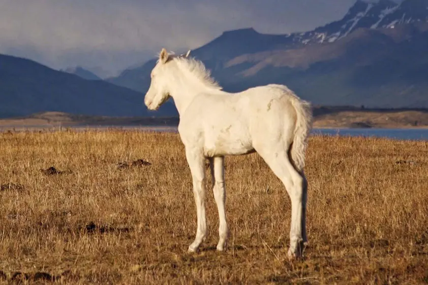 Cheval dans la pampa