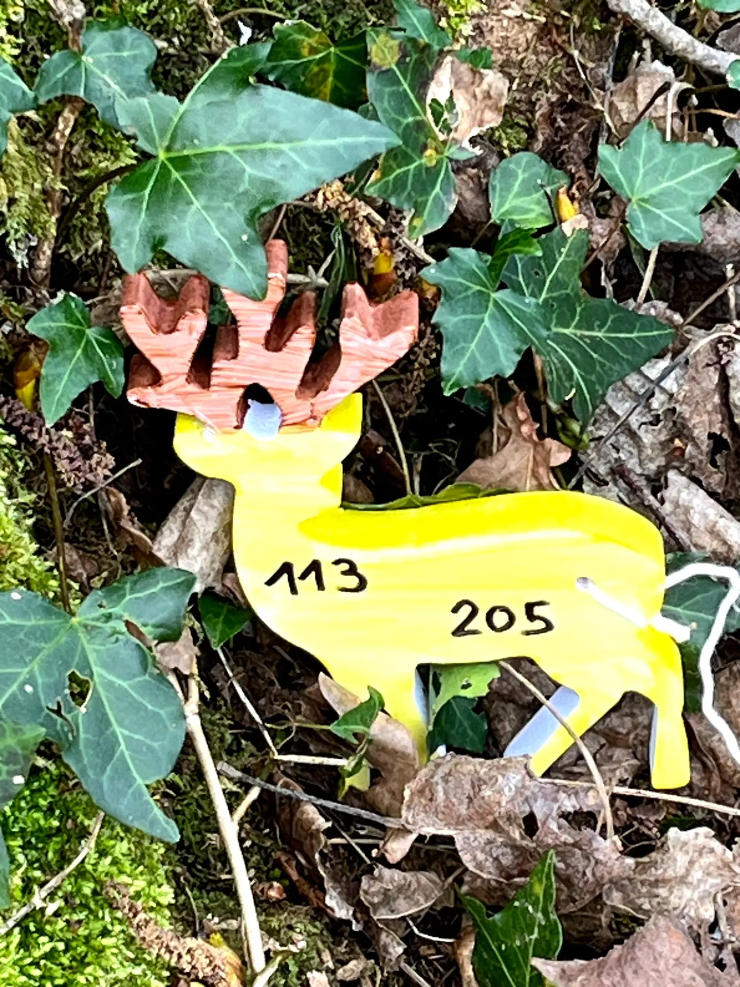 Daims à retrouver dans le cadre de l'animation