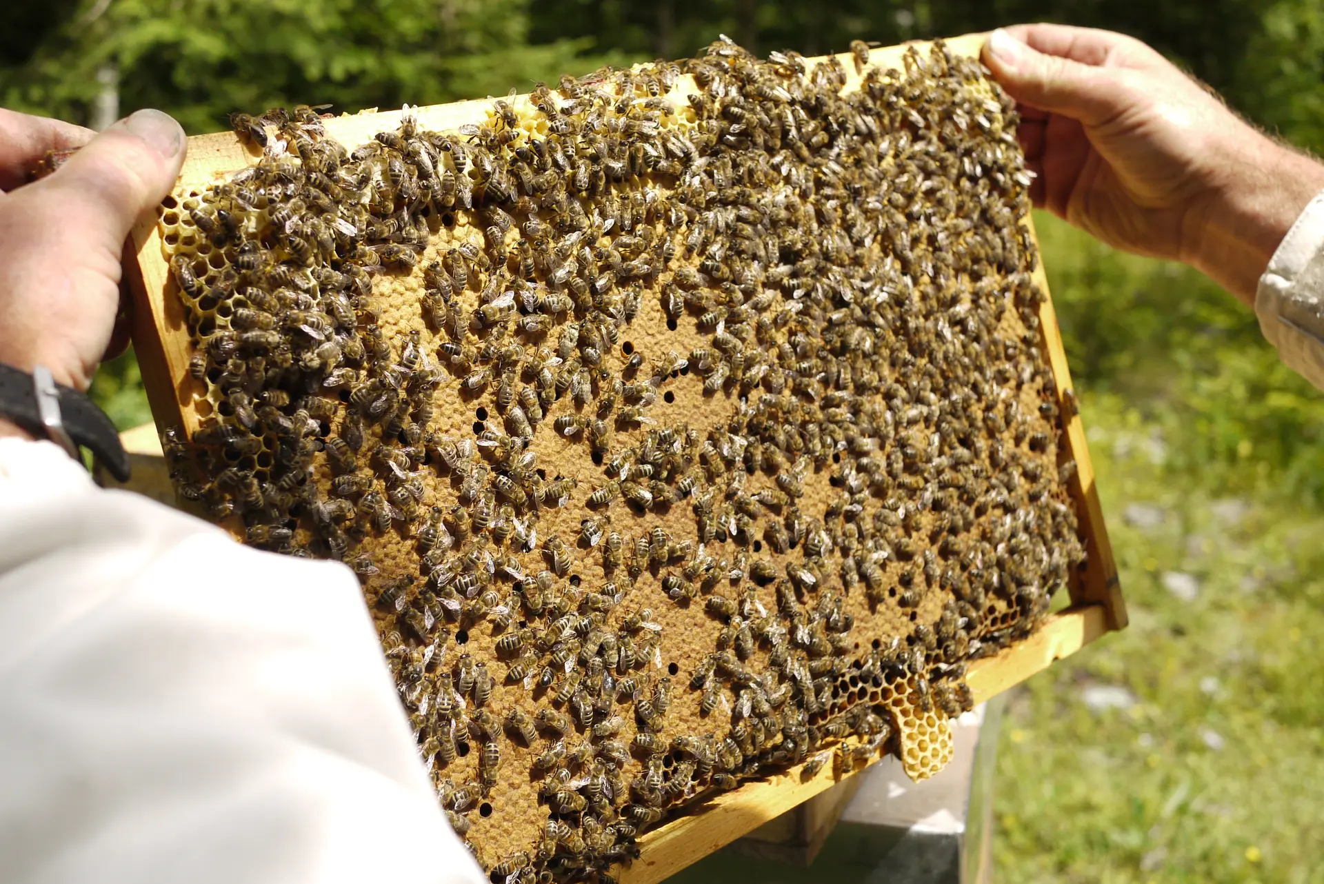 Jean-Noël en pleine démonstration