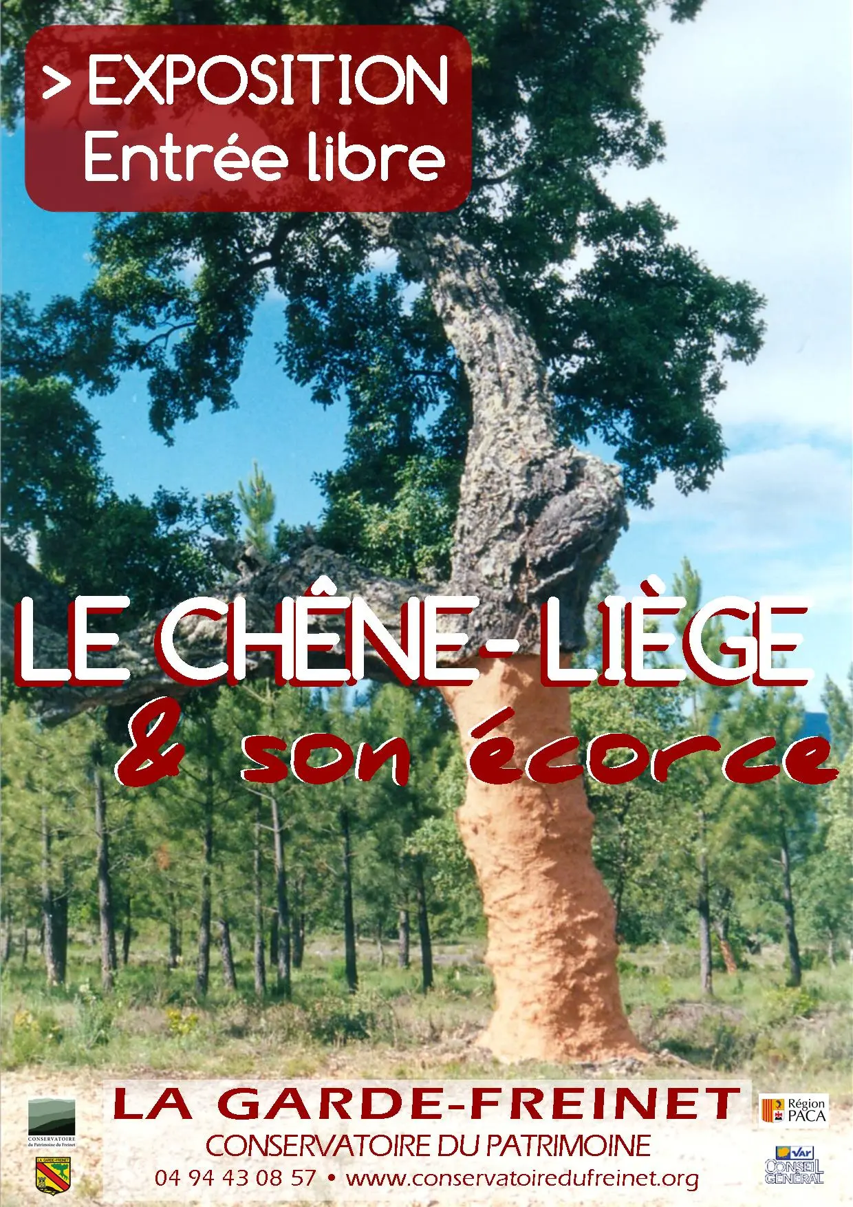 Le Chêne-Liège et son Ecorce