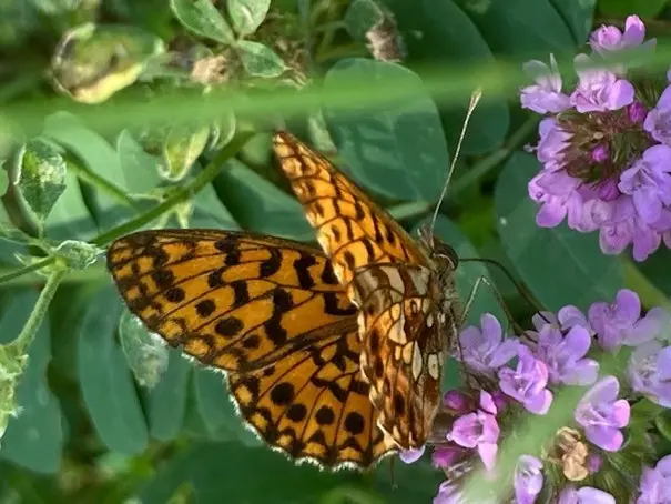 Papillon