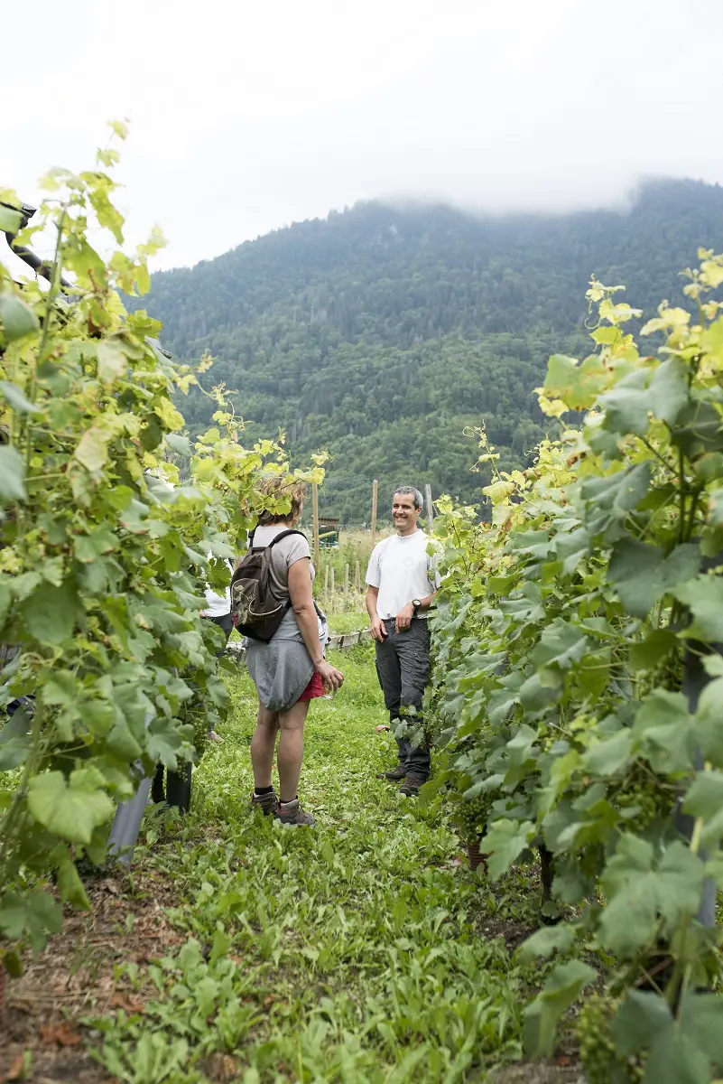 Visite guidée du vignoble de Féternes et ses châteaux