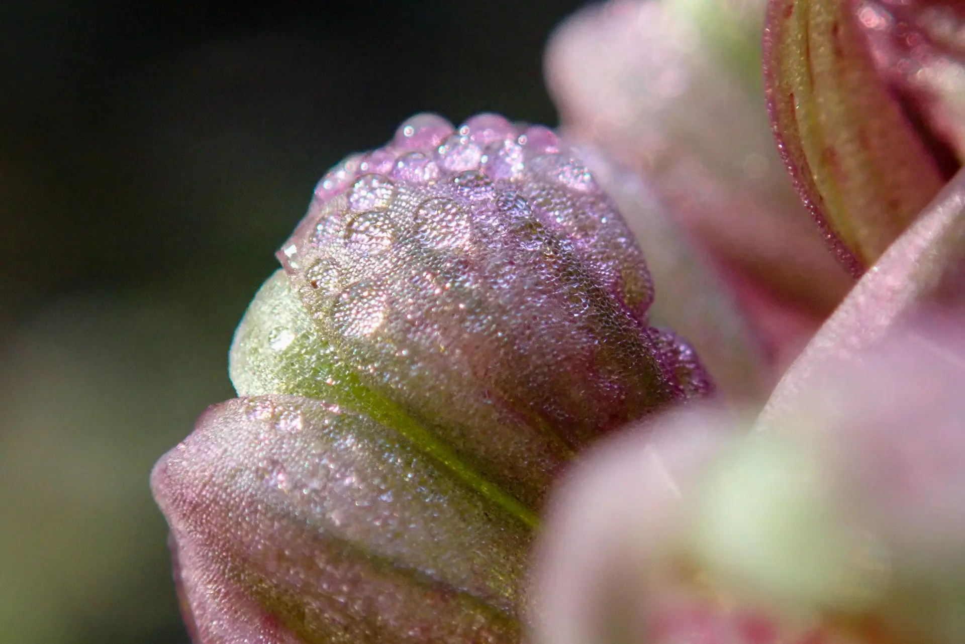 Himantoglossum robertianum