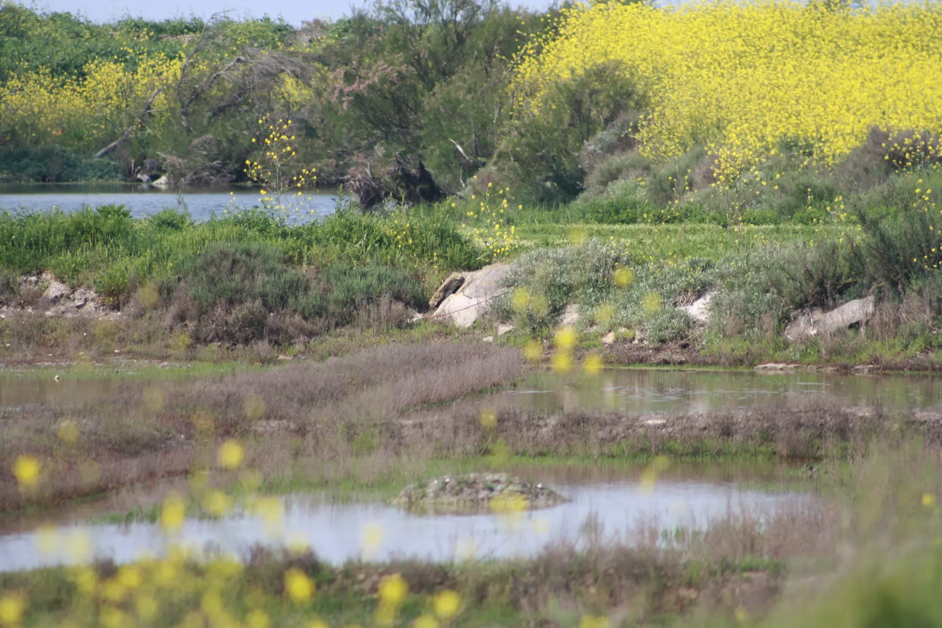 Faune et flore des marais d'Ars
