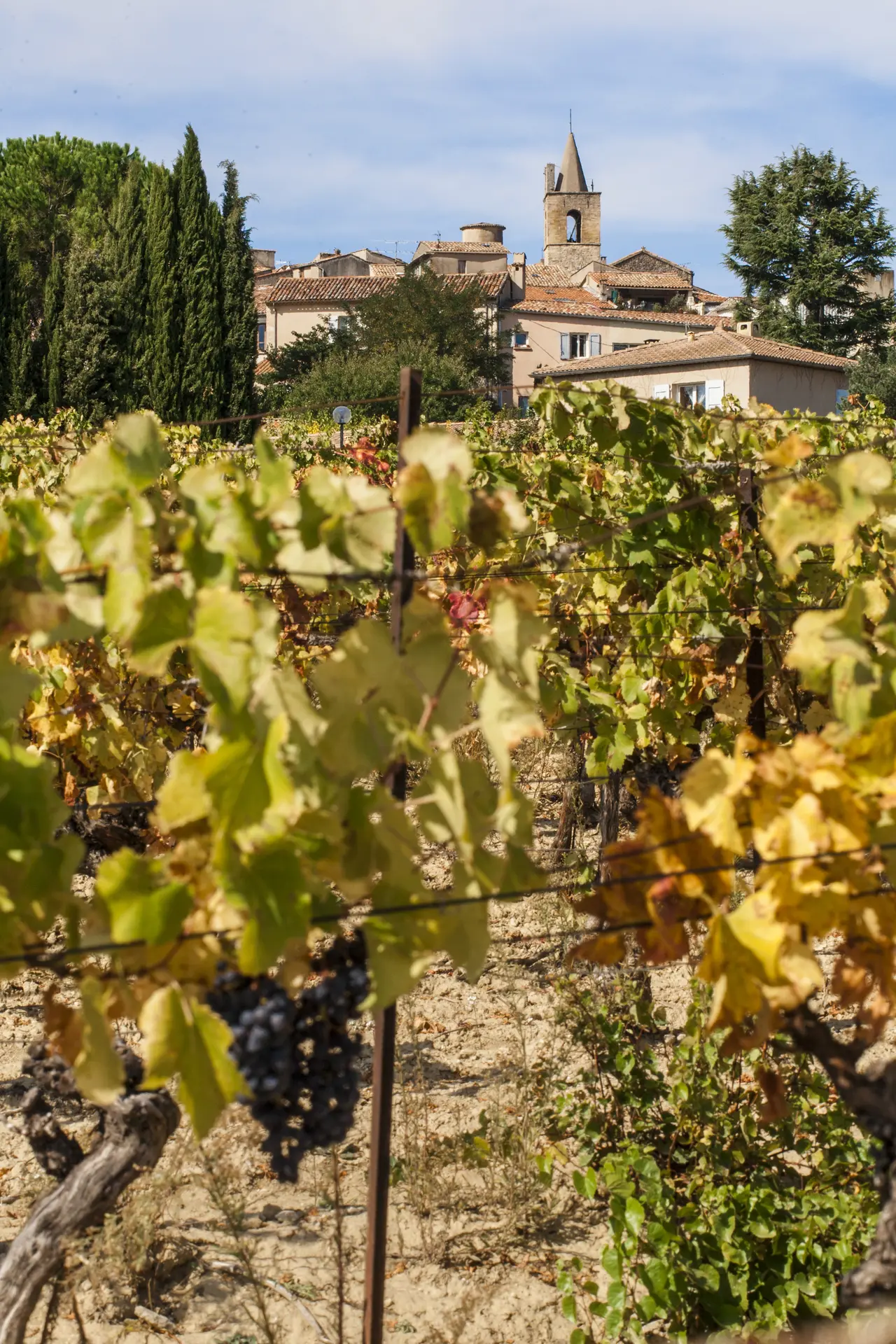 Vigne de Pierrevert