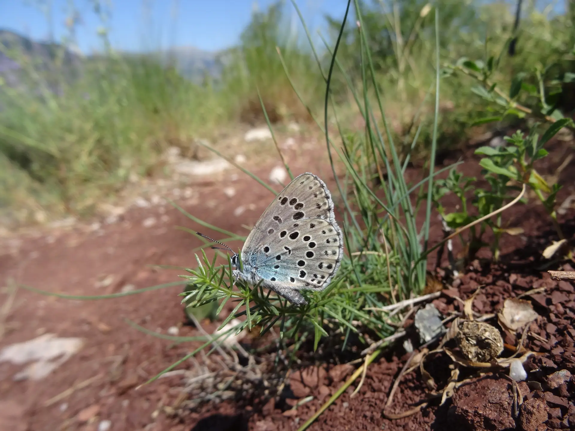 ©RNR gorges de Daluis - Cécile Lemarchand