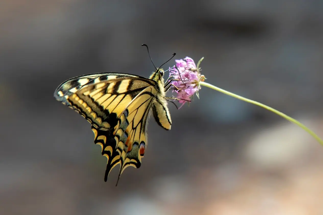 Machaon