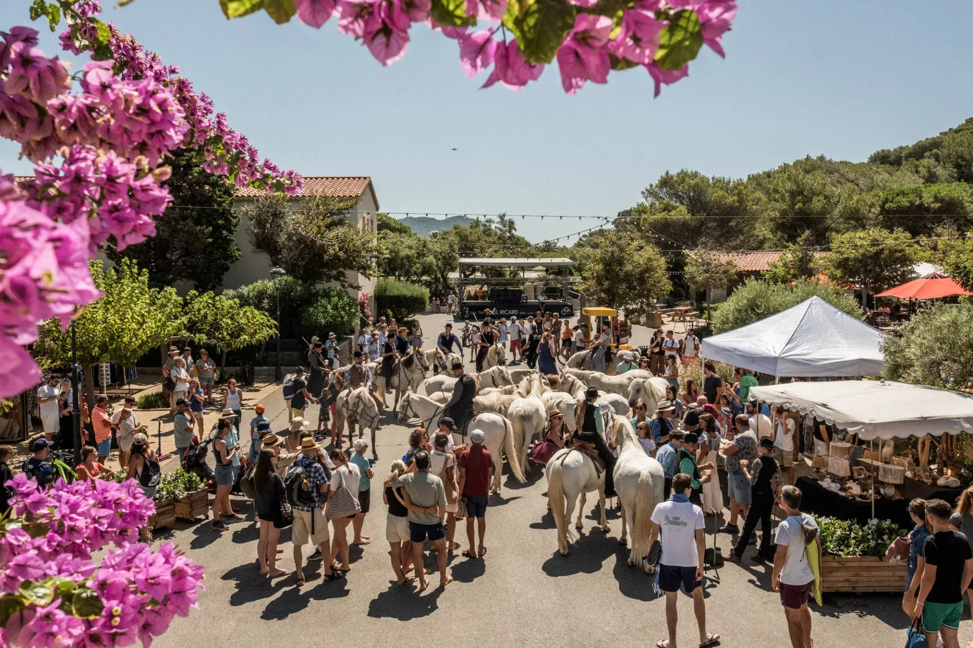 La Camargue aux Embiez (Six-Fours-les-Plages) | Provence-Alpes-Côte d ...
