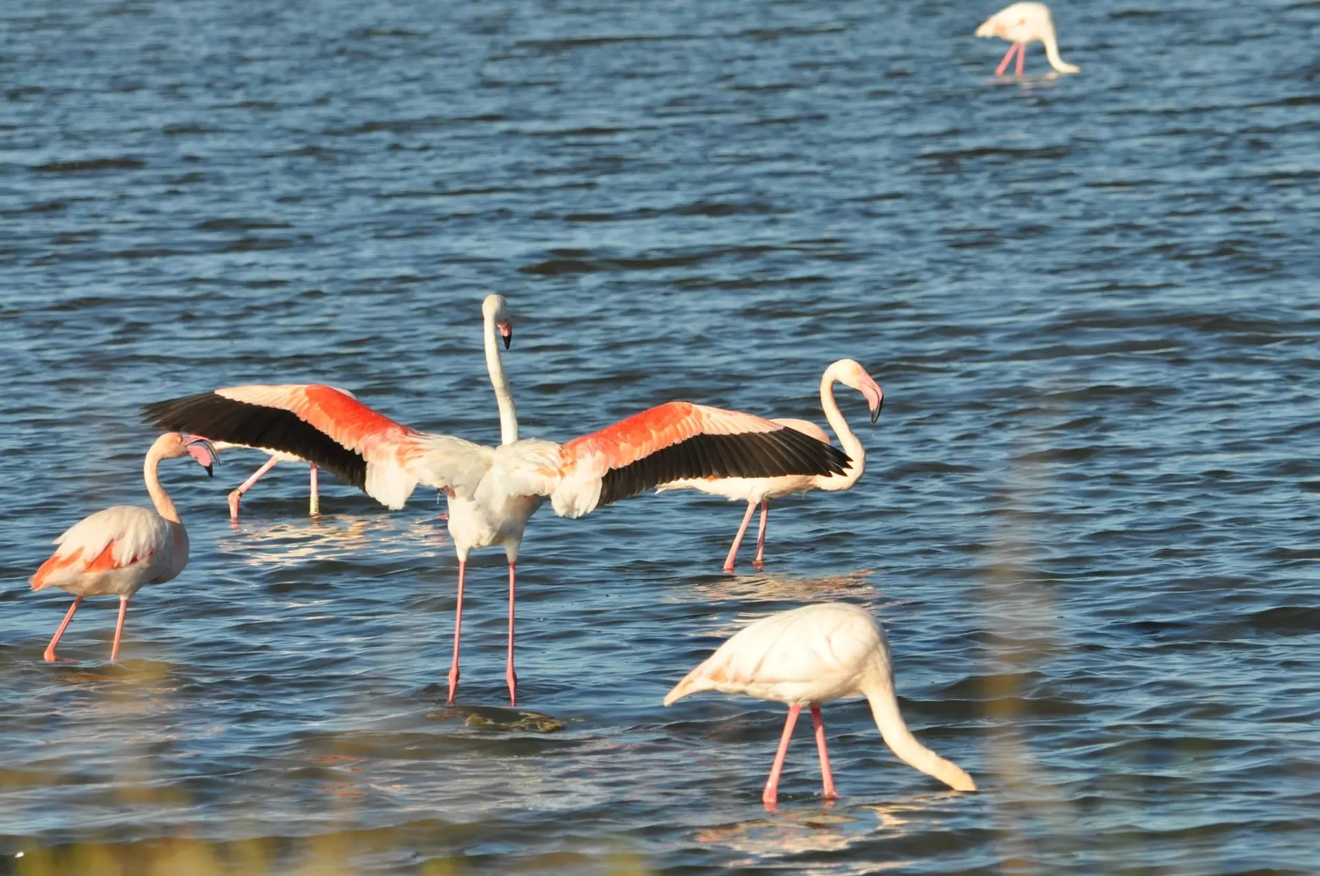 observation des oiseaux aux salins