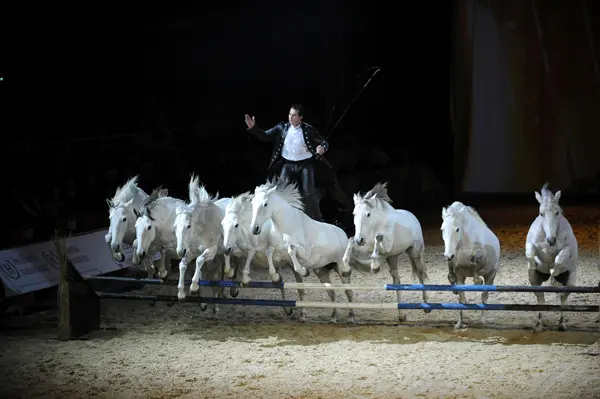 © FMariotti – JRey – Cheval Passion/Avignon Tourisme