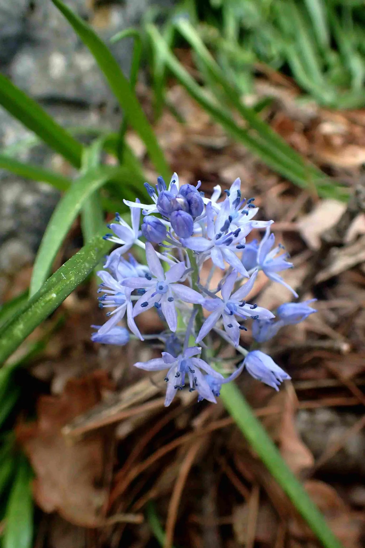 Fausse Jacinthe d’italie