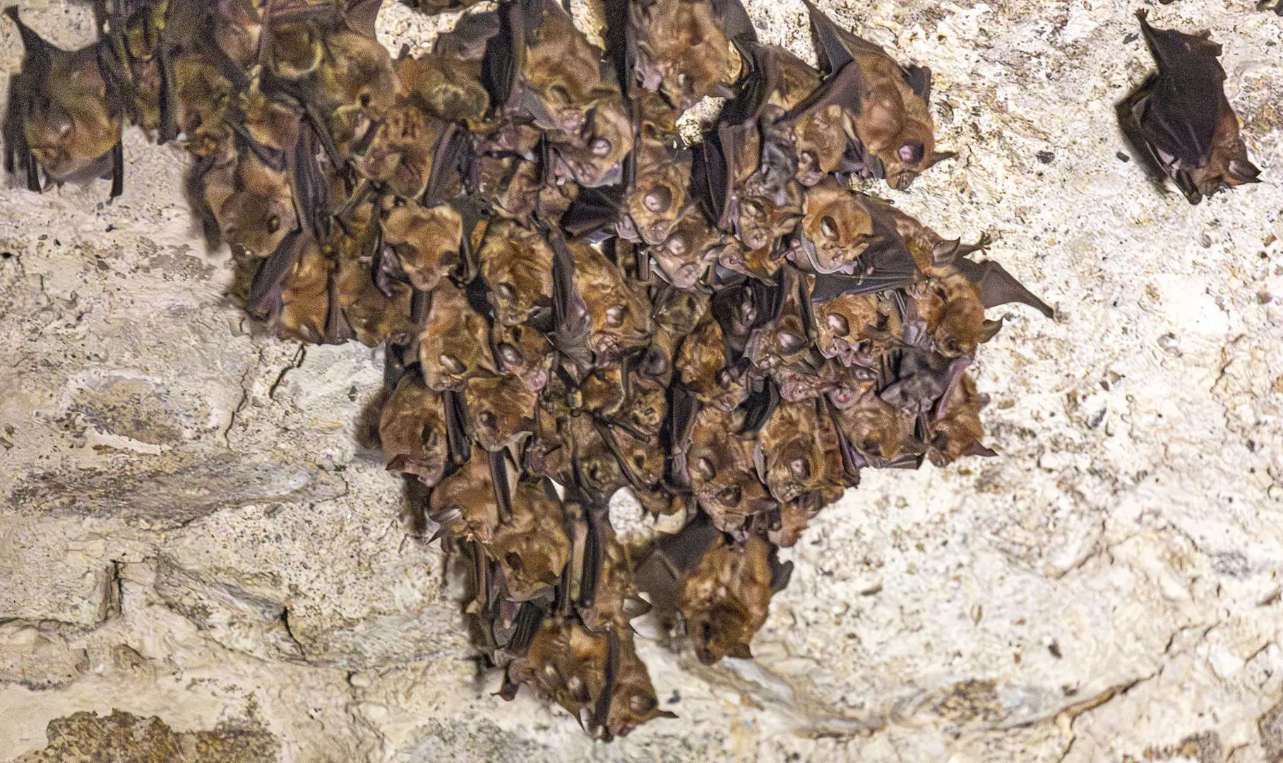 Tours de Merle