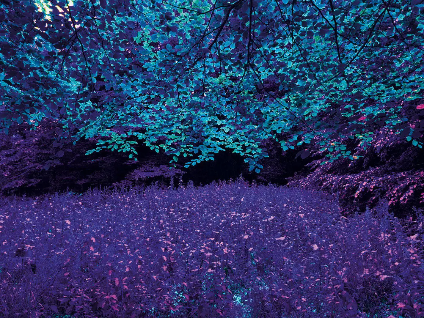 Acid tree nr 2