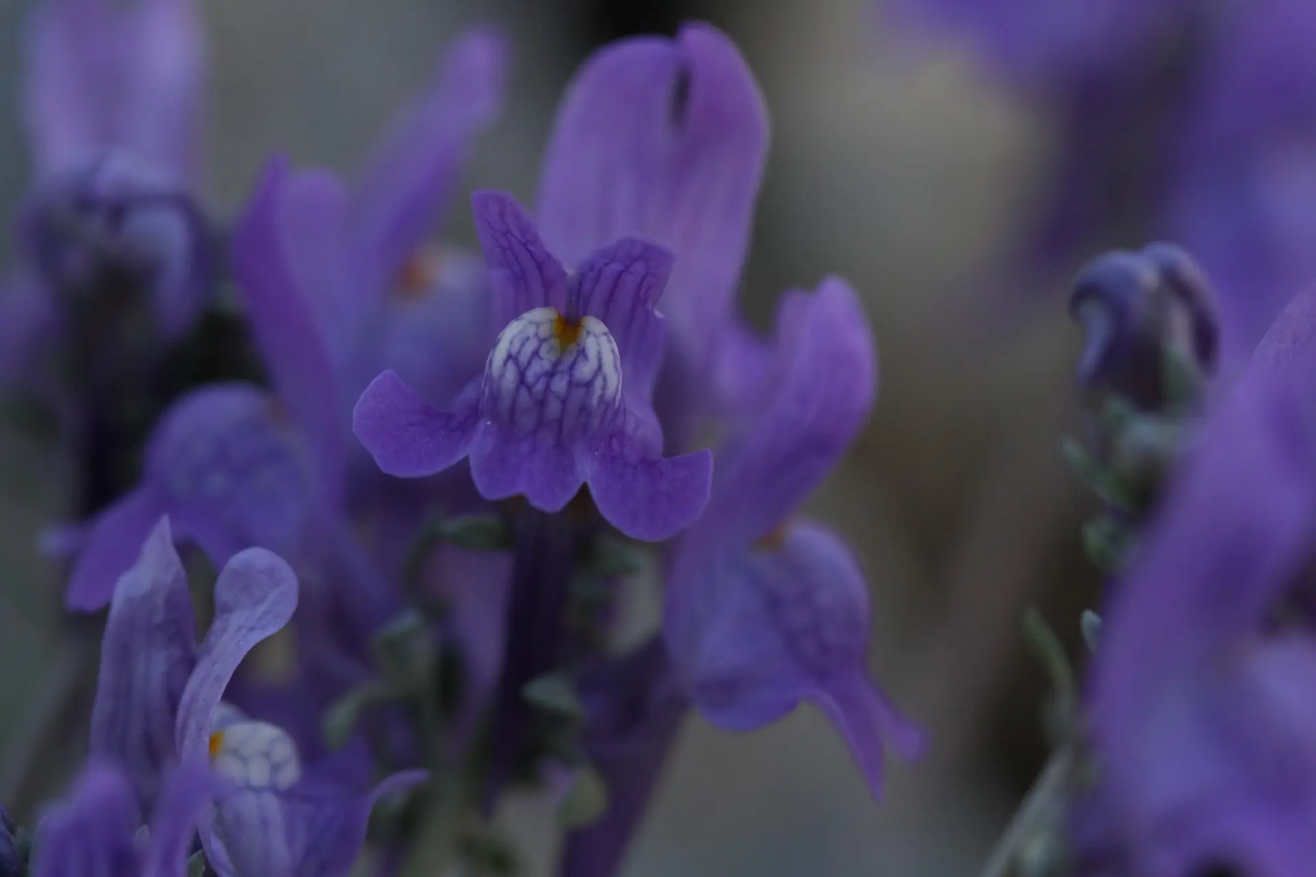 Linaire à tige filiforme (Linaria alpina subsp. filicaulis)