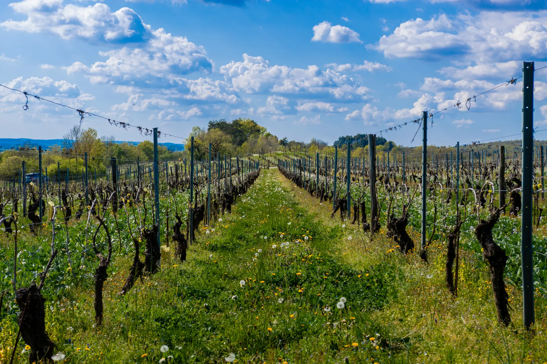 les vignes du domaine Trichon à Lhuis