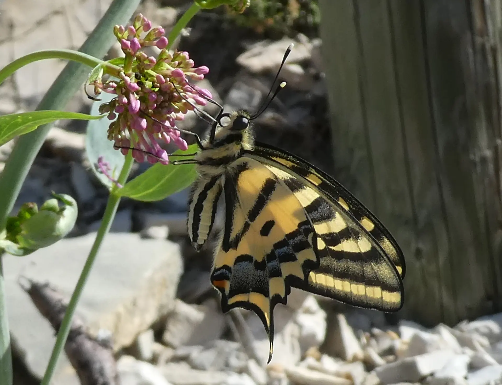 Papilio alexanor