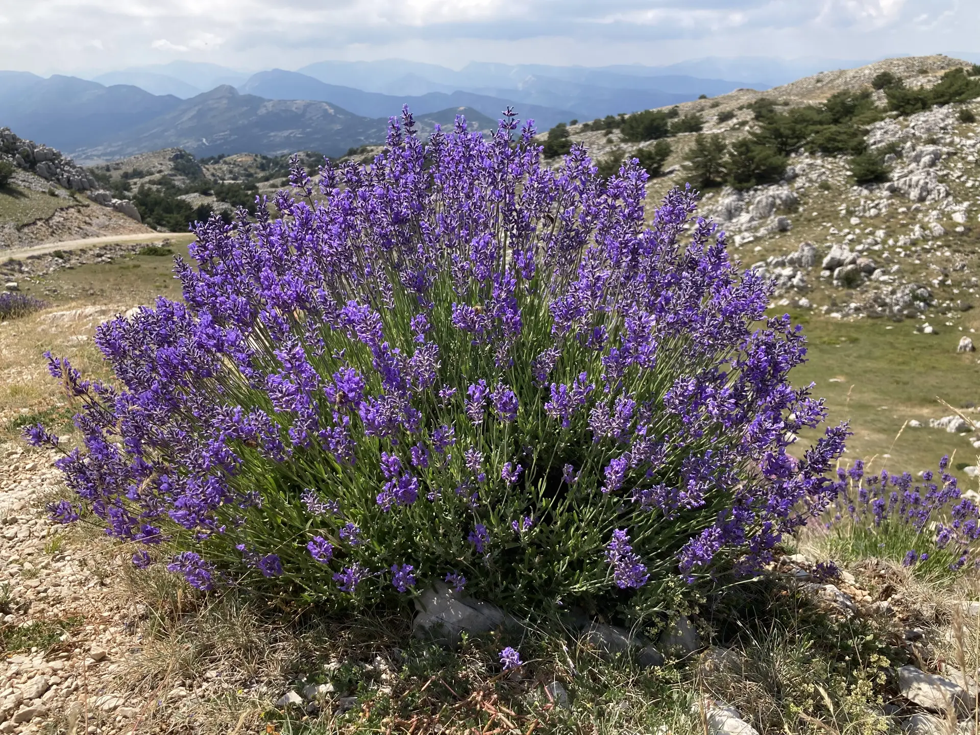 Bouquet sur le Cheiron