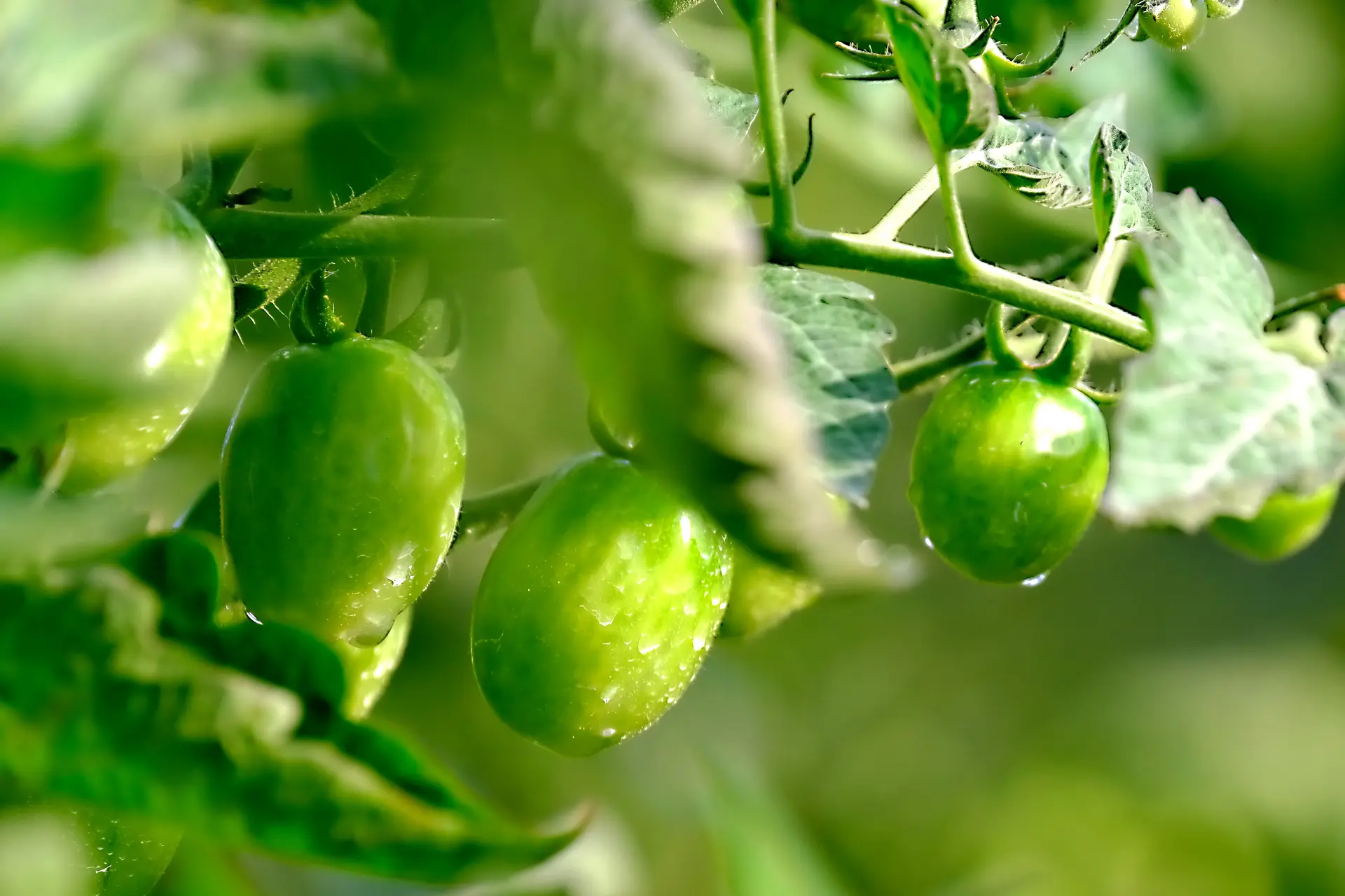 Marché aux plants à Bugey Côté Fermes_Belley