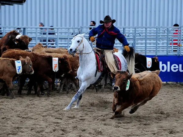 © FMariotti – JRey – Cheval Passion/Avignon Tourisme