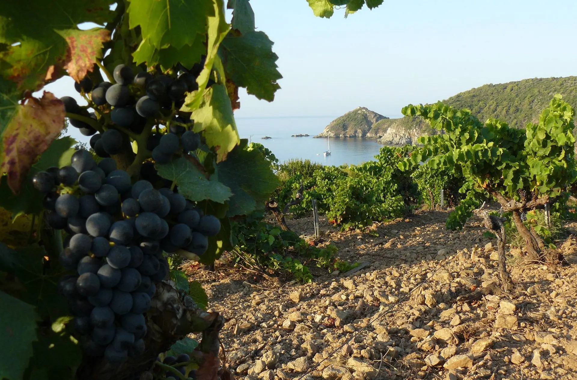 Domaine La Tourraque