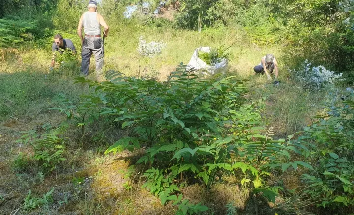 Chantier participatif : arrachage d’ailante avec les écogardes_Loix