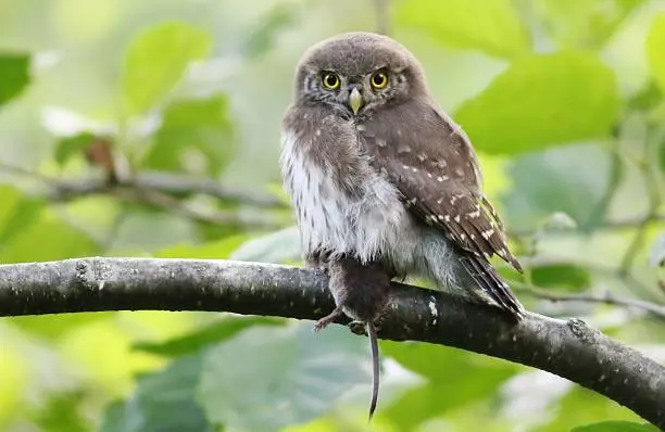 Chouette chevechette