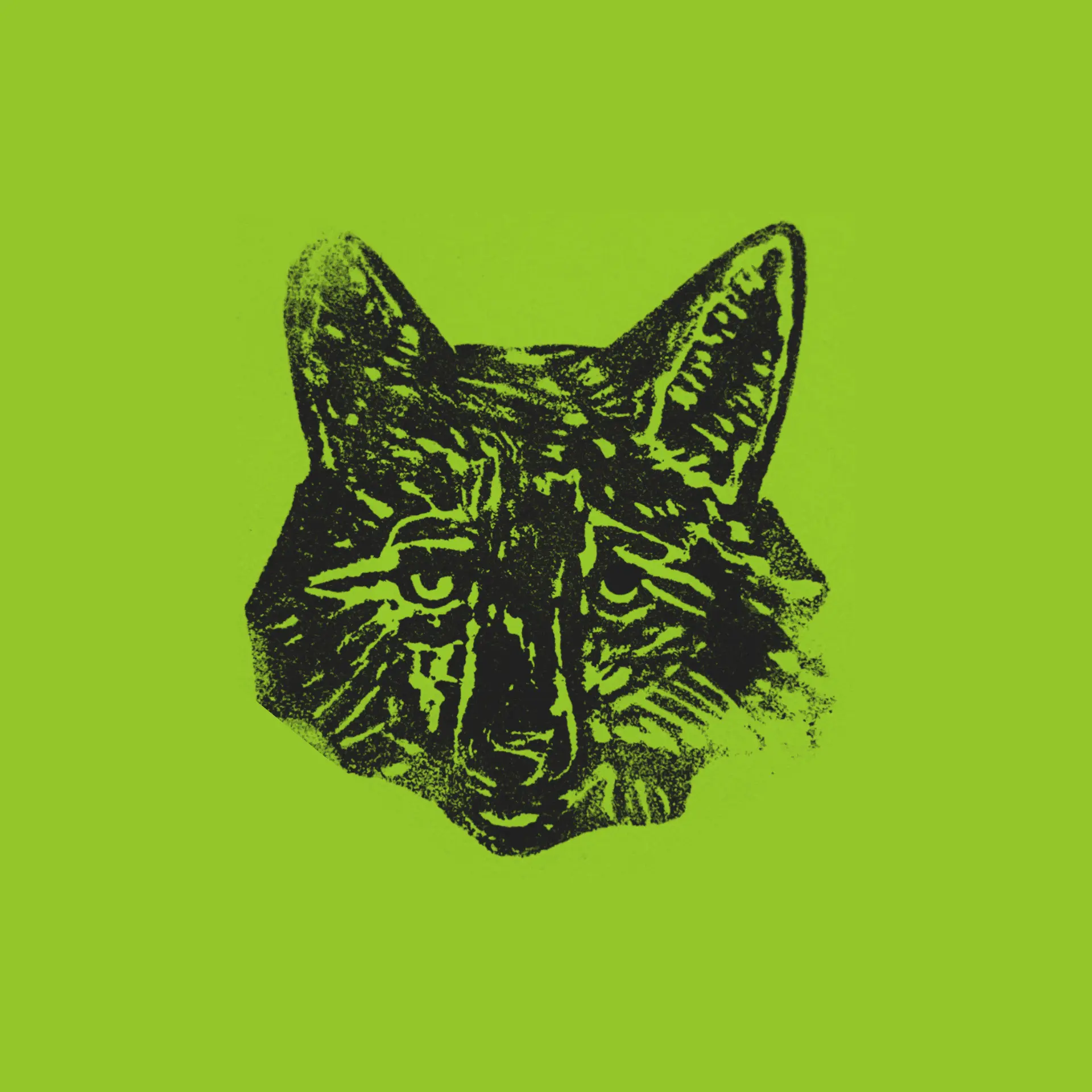 Une tête de renard
