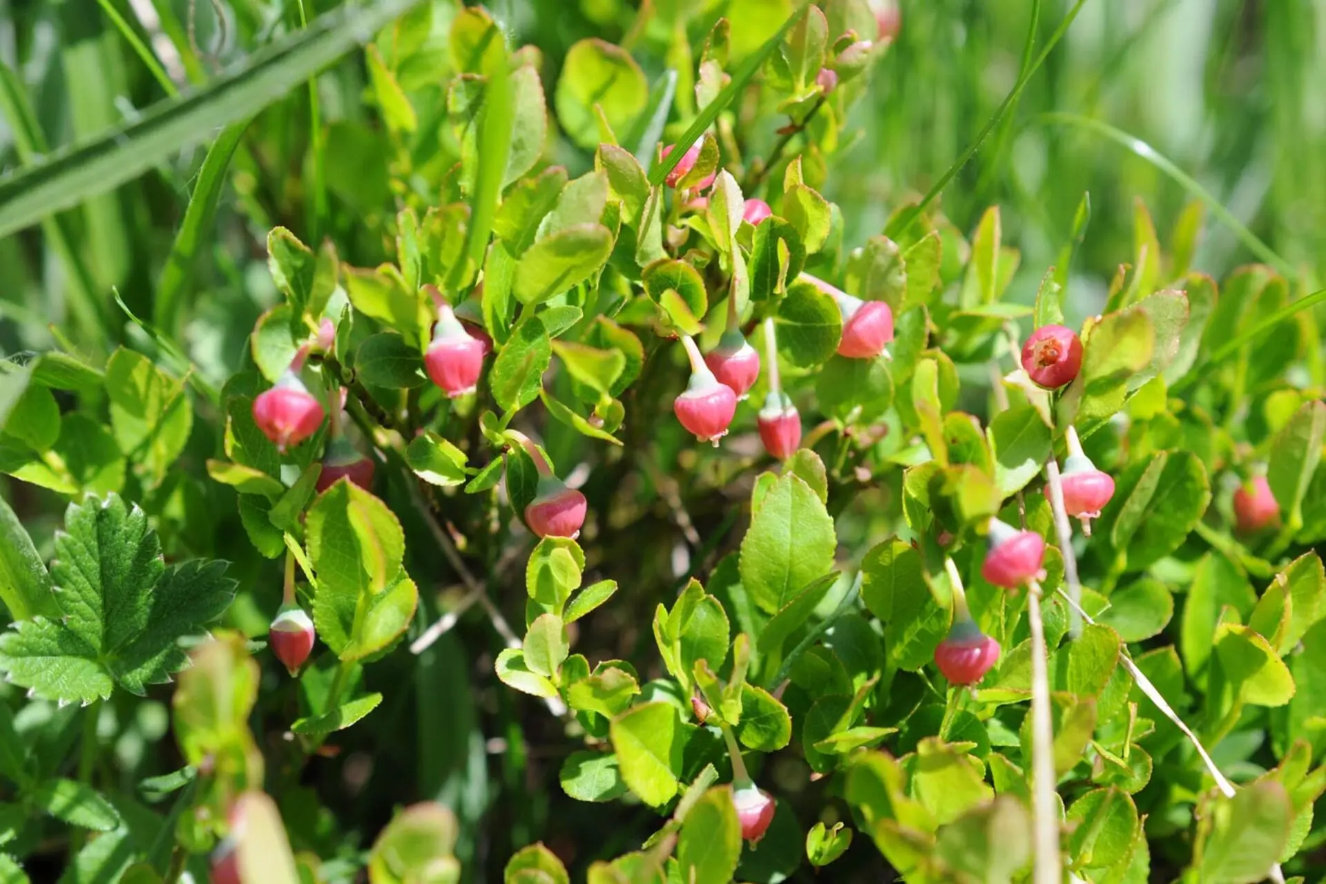 Floraison d'altitude