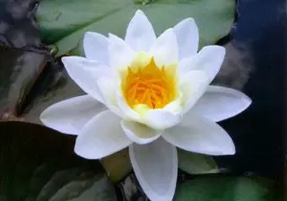 Atelier de chant spontané