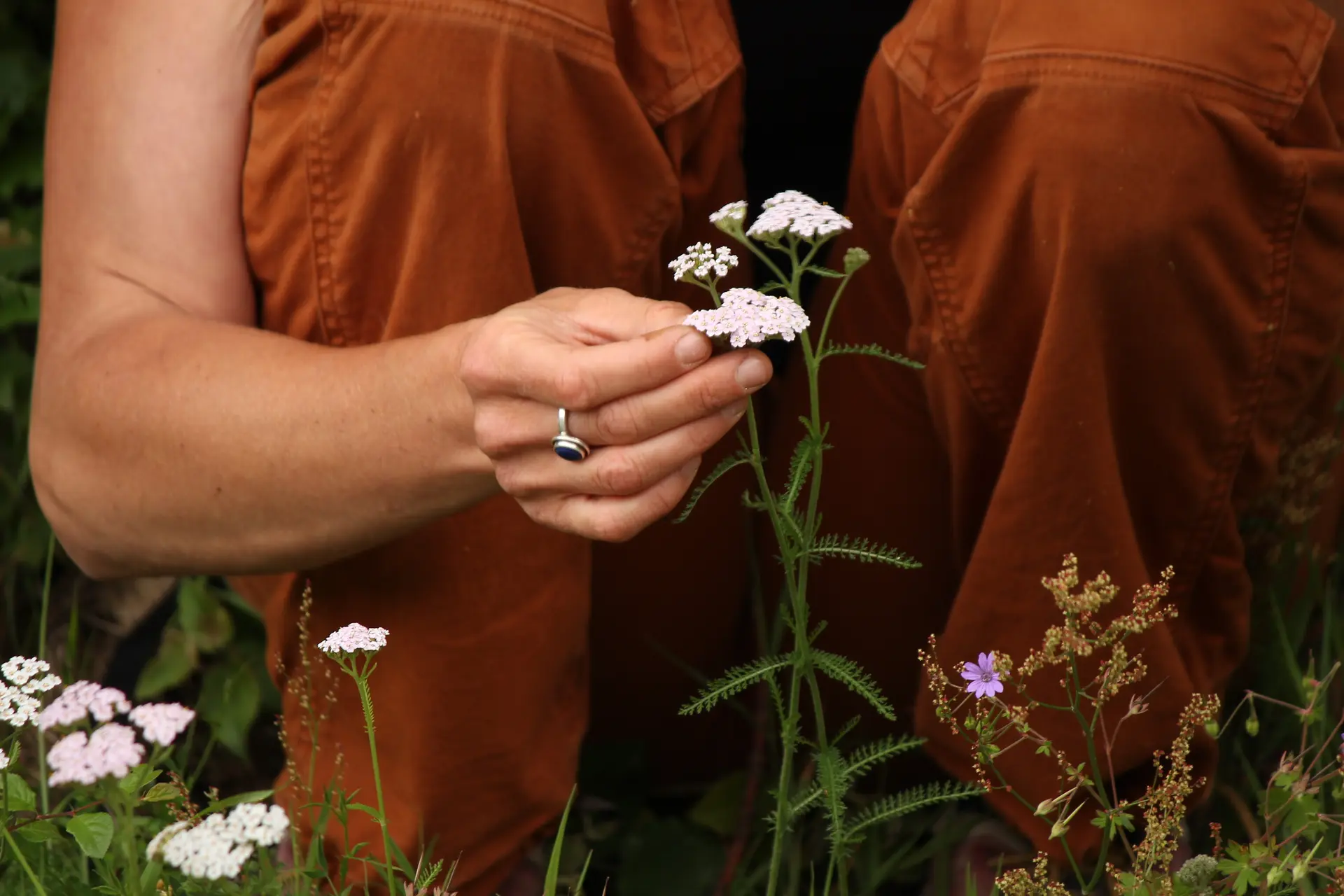 Une main de femme examine une plante à fleurs blanches.