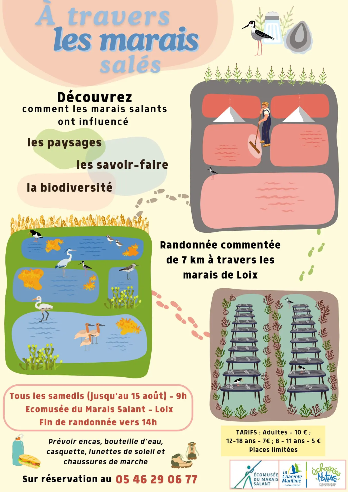 Randonnée commentée à travers les marais de Loix_Loix