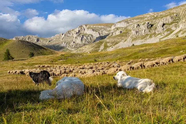 Rencontre avec un berger