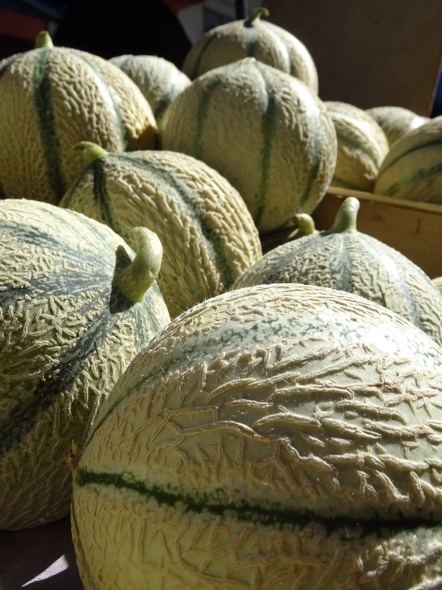 Melons