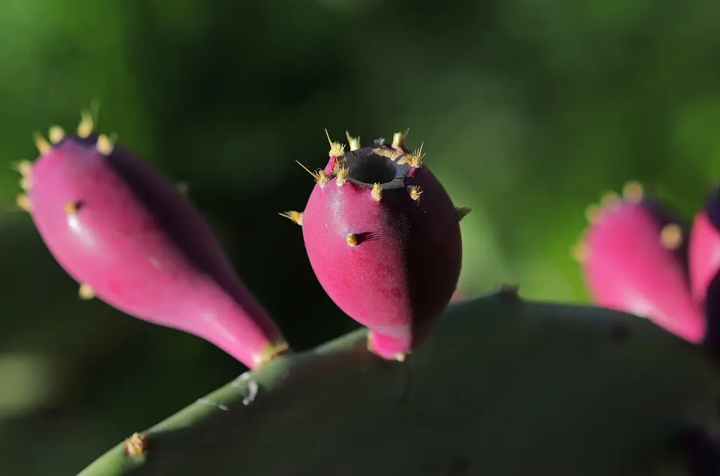Les conférences environnement en Méditerranée porte des Maures