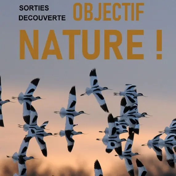 Sortie « Objectif Nature » - Marais d'Ars-en-Ré