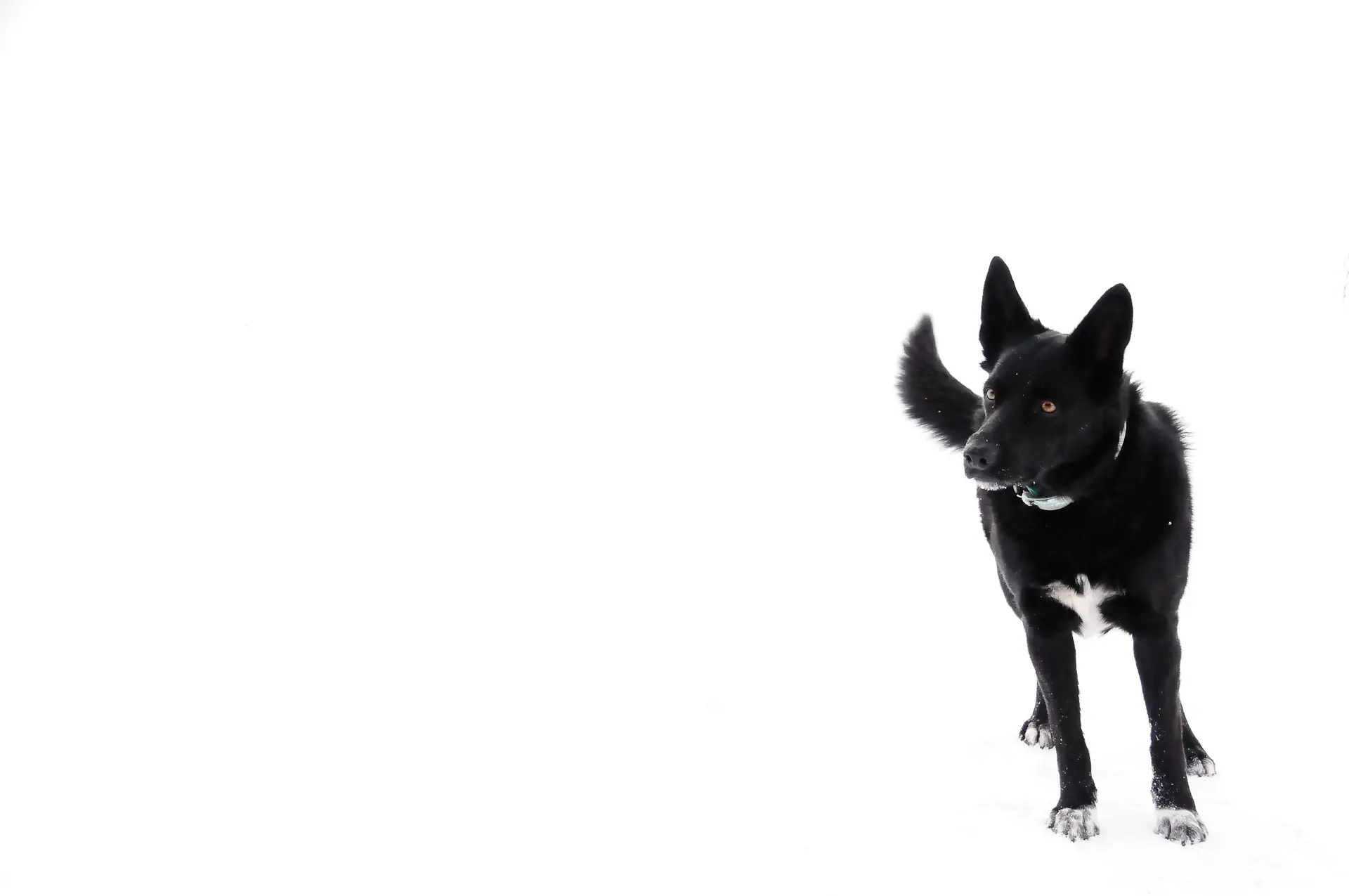 Ski chien