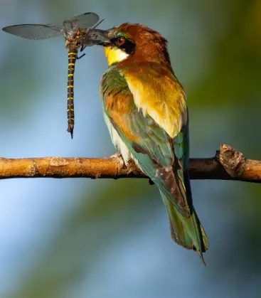 Challexpo Nature 2026