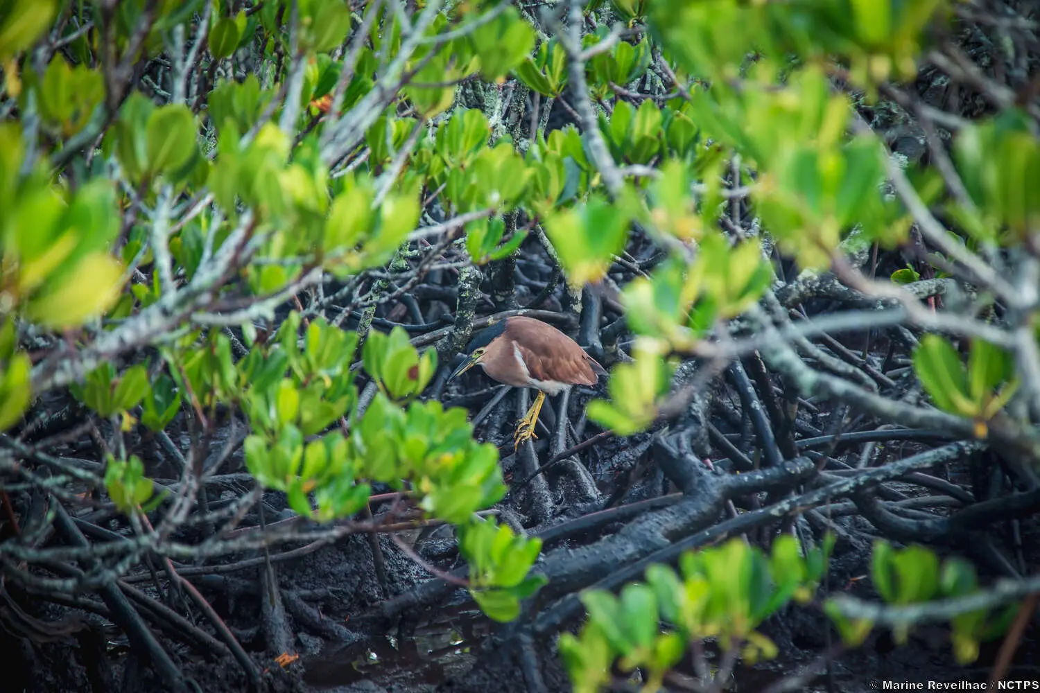 Parcours de la mangrove Ouémo