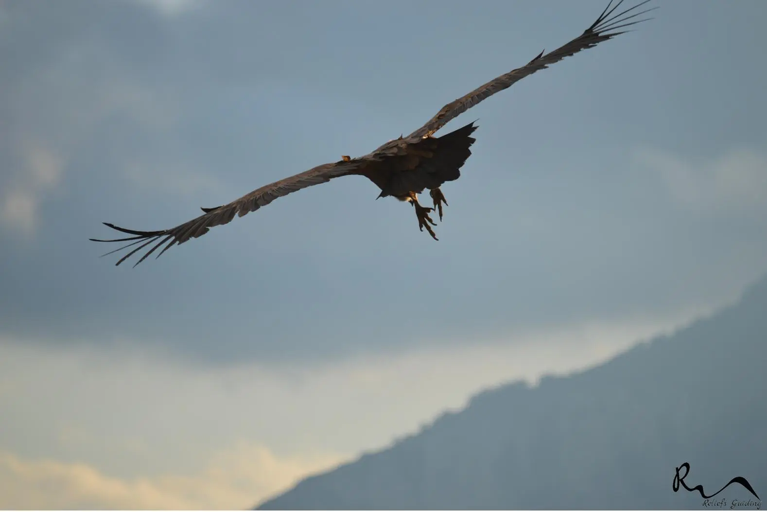 Flying