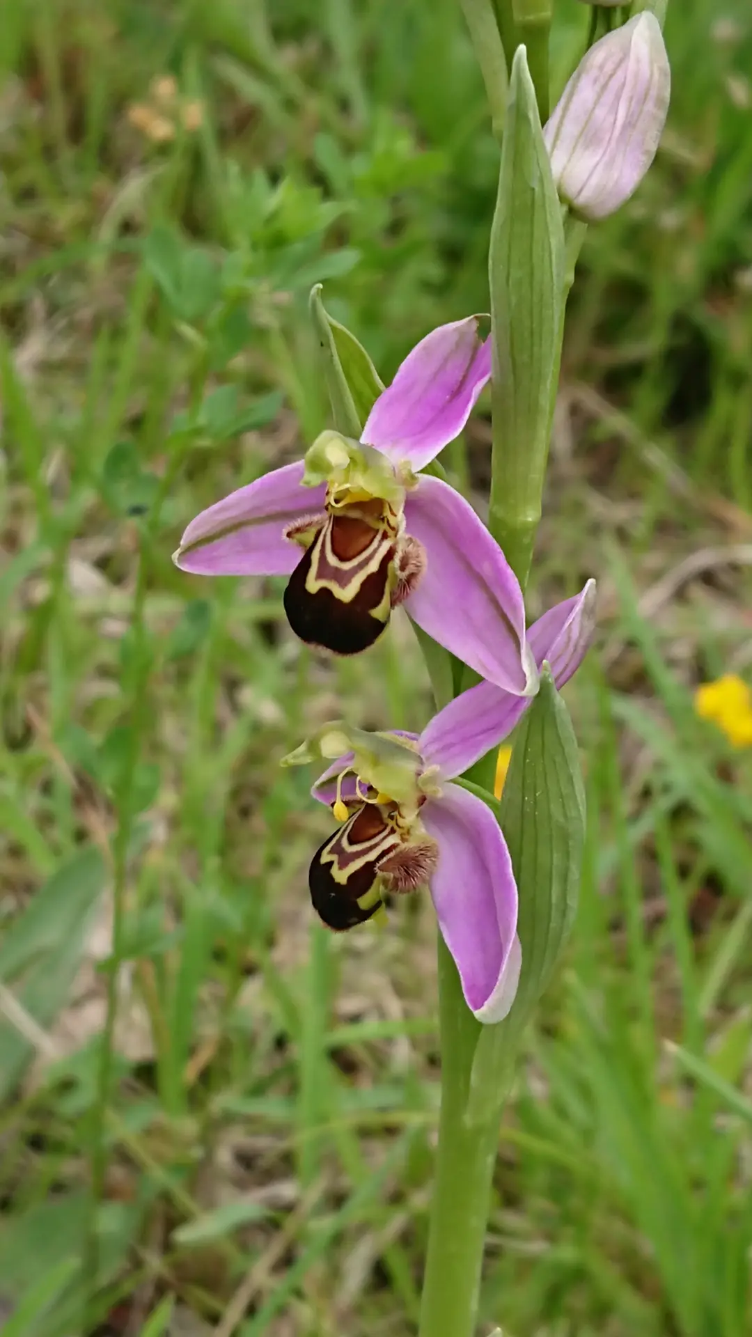Orchidée de Provence