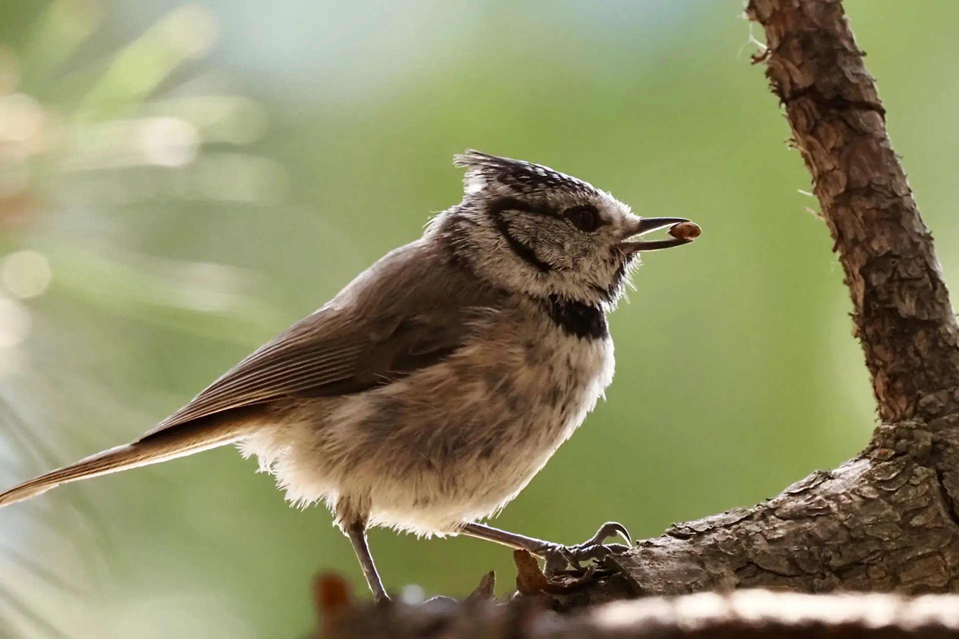 Quel est donc cet oiseau ?