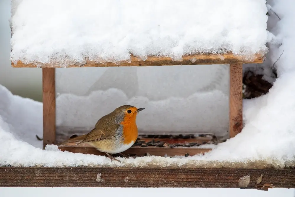 Mangeoire et Rougegorge