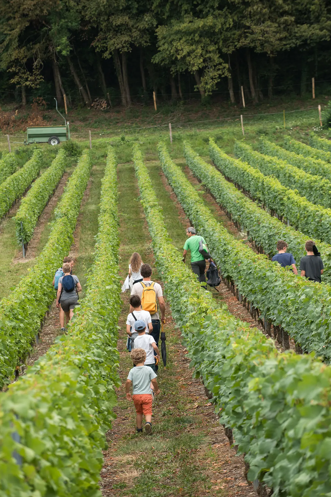 Le vignoble de Marin