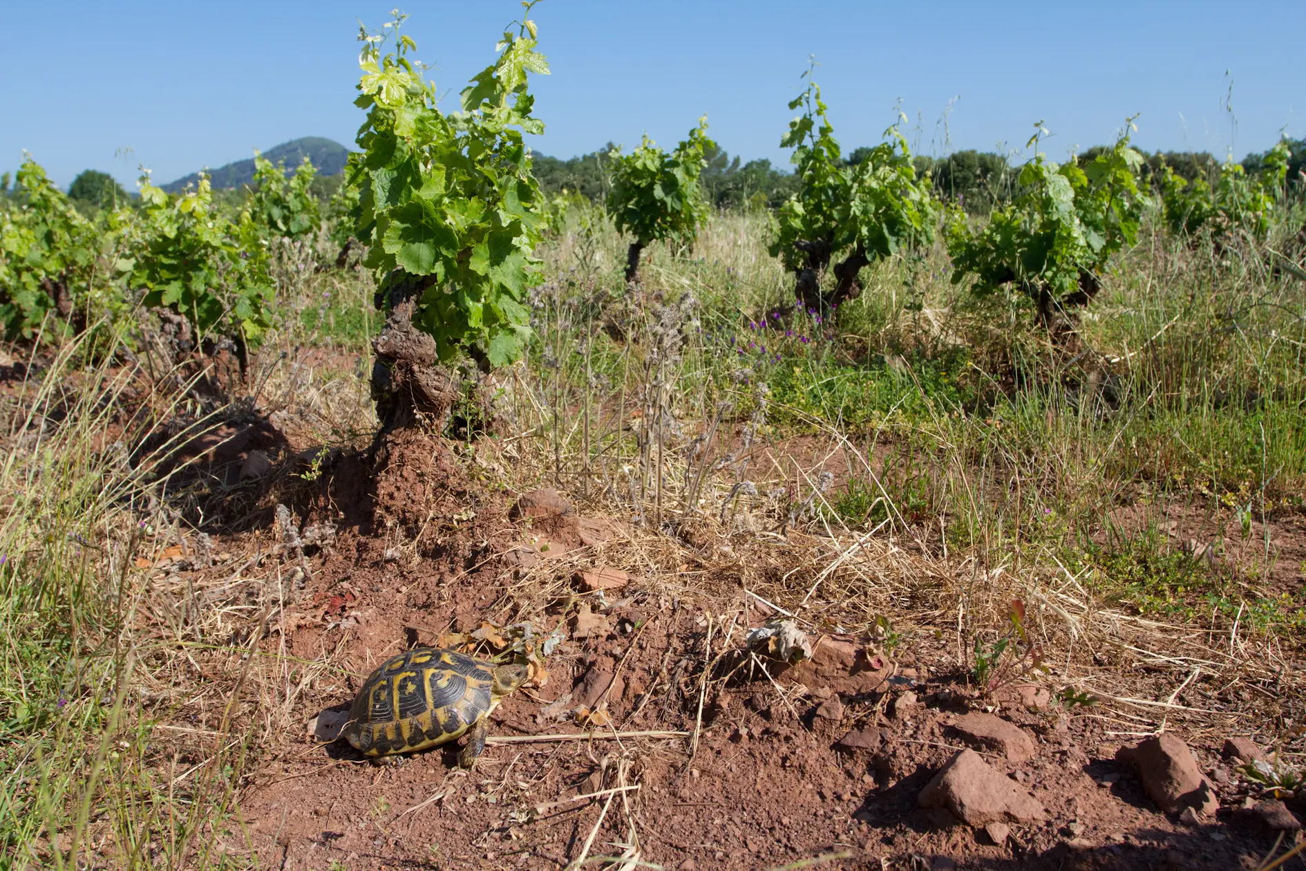 Suivi télémétrique de tortues d’Hermann au contact de la vigne
