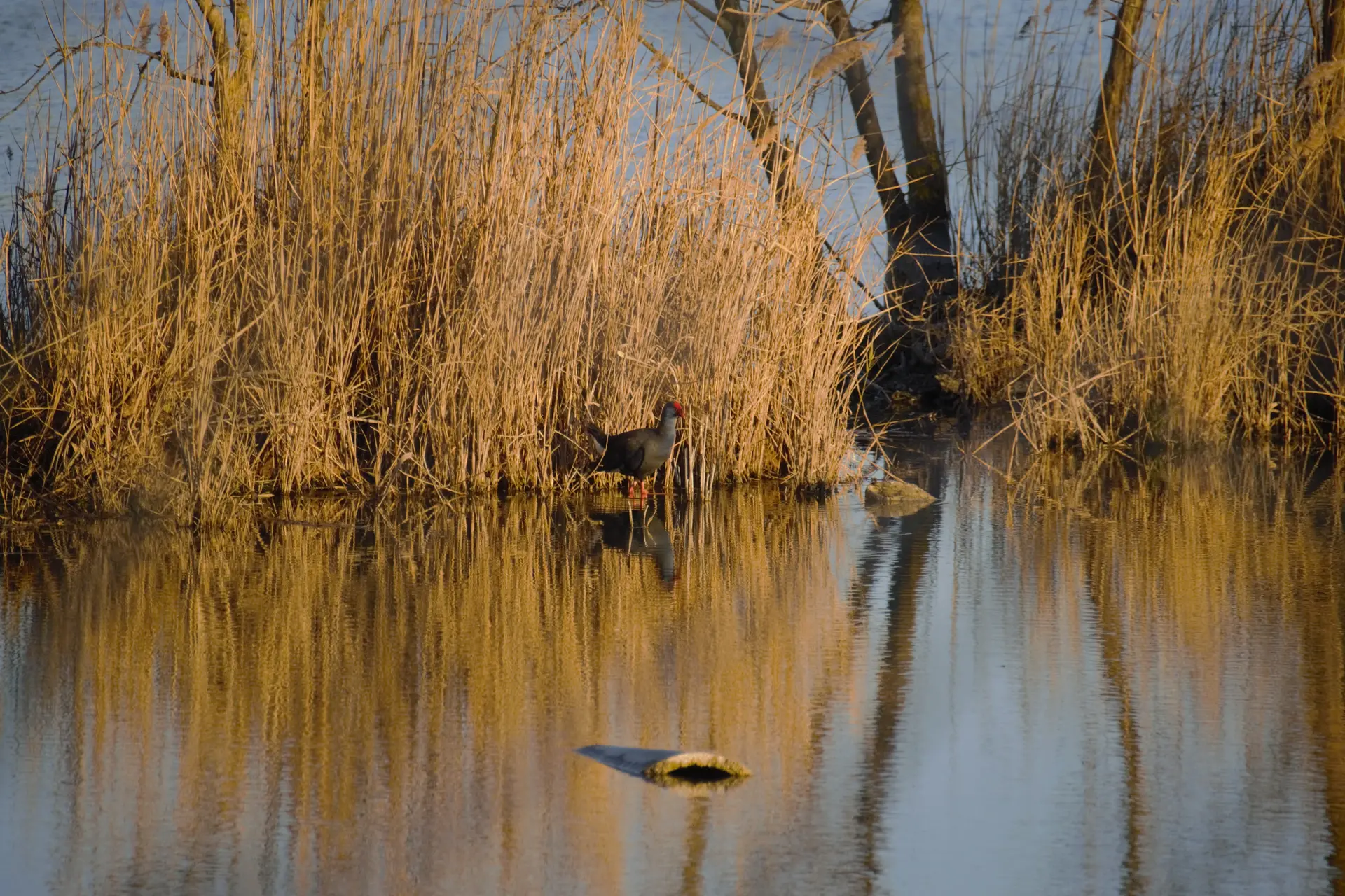 Marais de Beauchamp