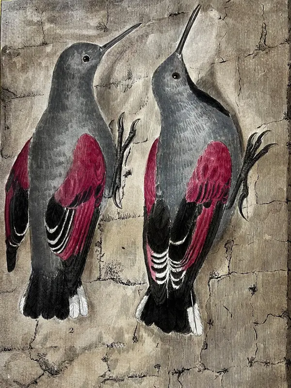 SN_Extrait Histoire Naturelle Oiseaux tome V -1778 © MHNM