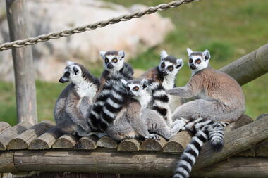 Makis catta refuge La Tanière ©Pascale Goulard