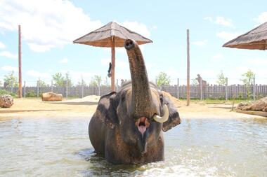 Bain des éléphants La Tanière zoo refuge ©Sophie_FP