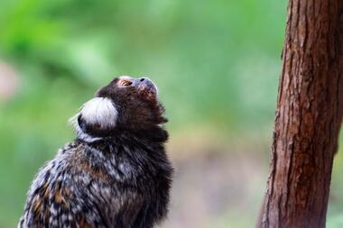 Capucine Ouistiti saisie pour détention illegale La Taniere ©Christian Penin